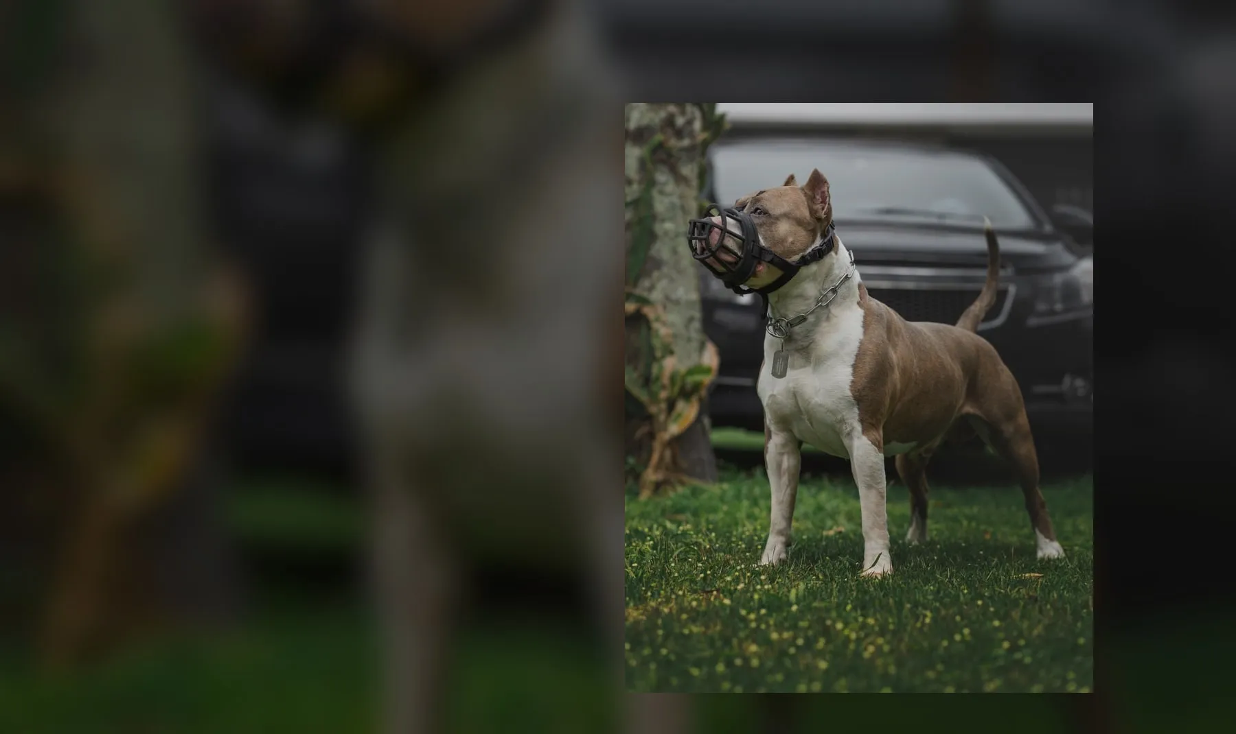 American Staffordshire Terrier mit Maulkorb im Garten