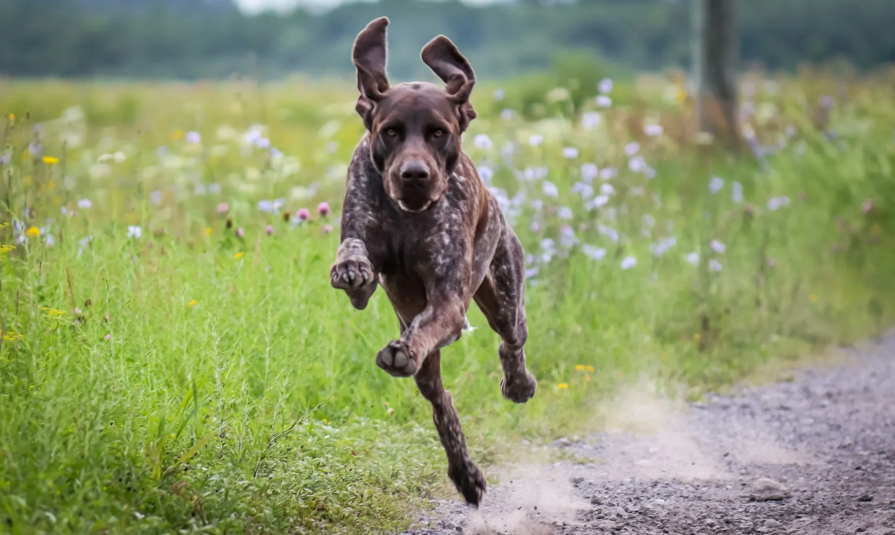 Hund läuft durch ein Blumenfeld