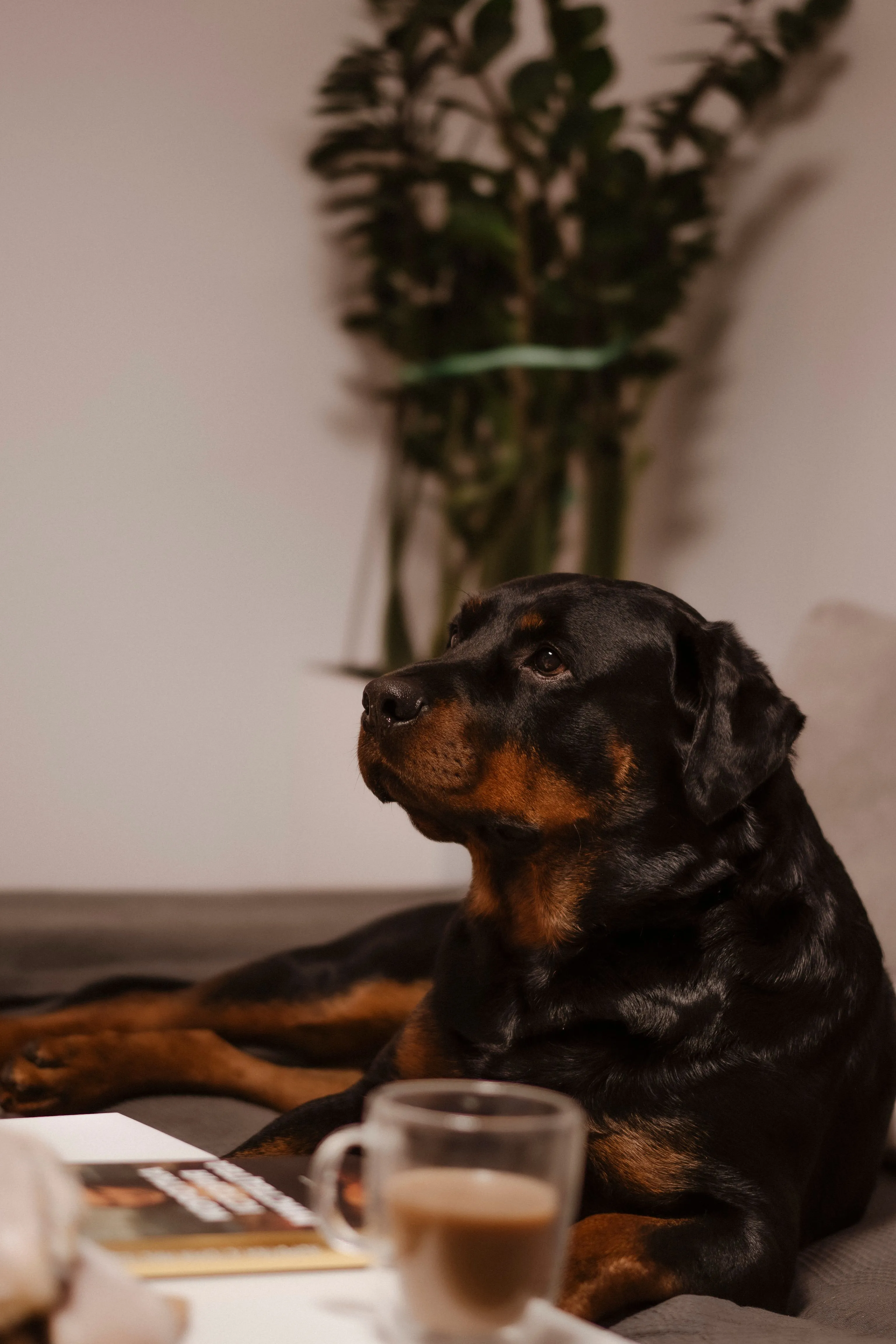 Rottweiler liegt entspannt im Wohnzimmer