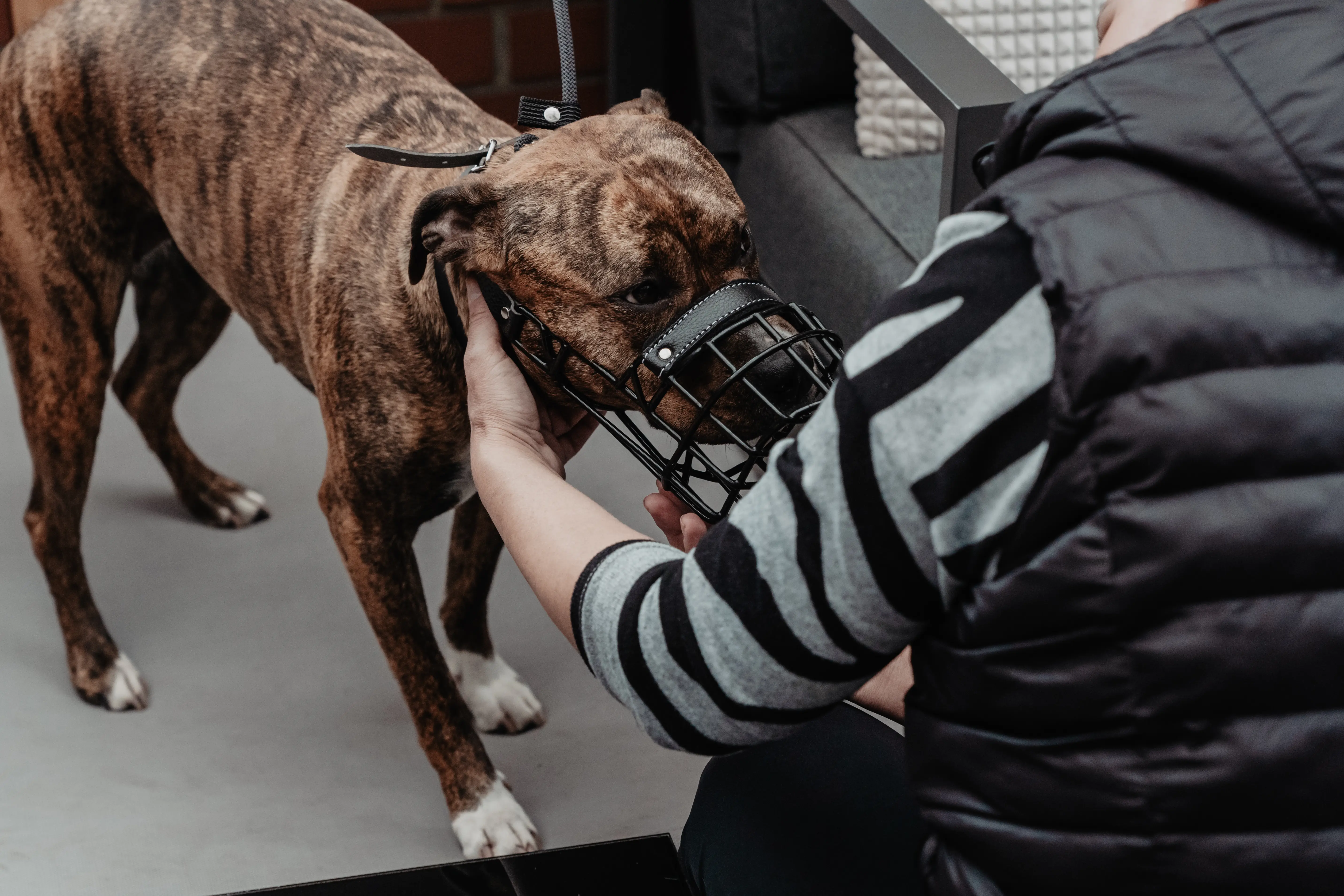Eindruck 24 aus der Hunderbar Hundetrainer-Ausbildung