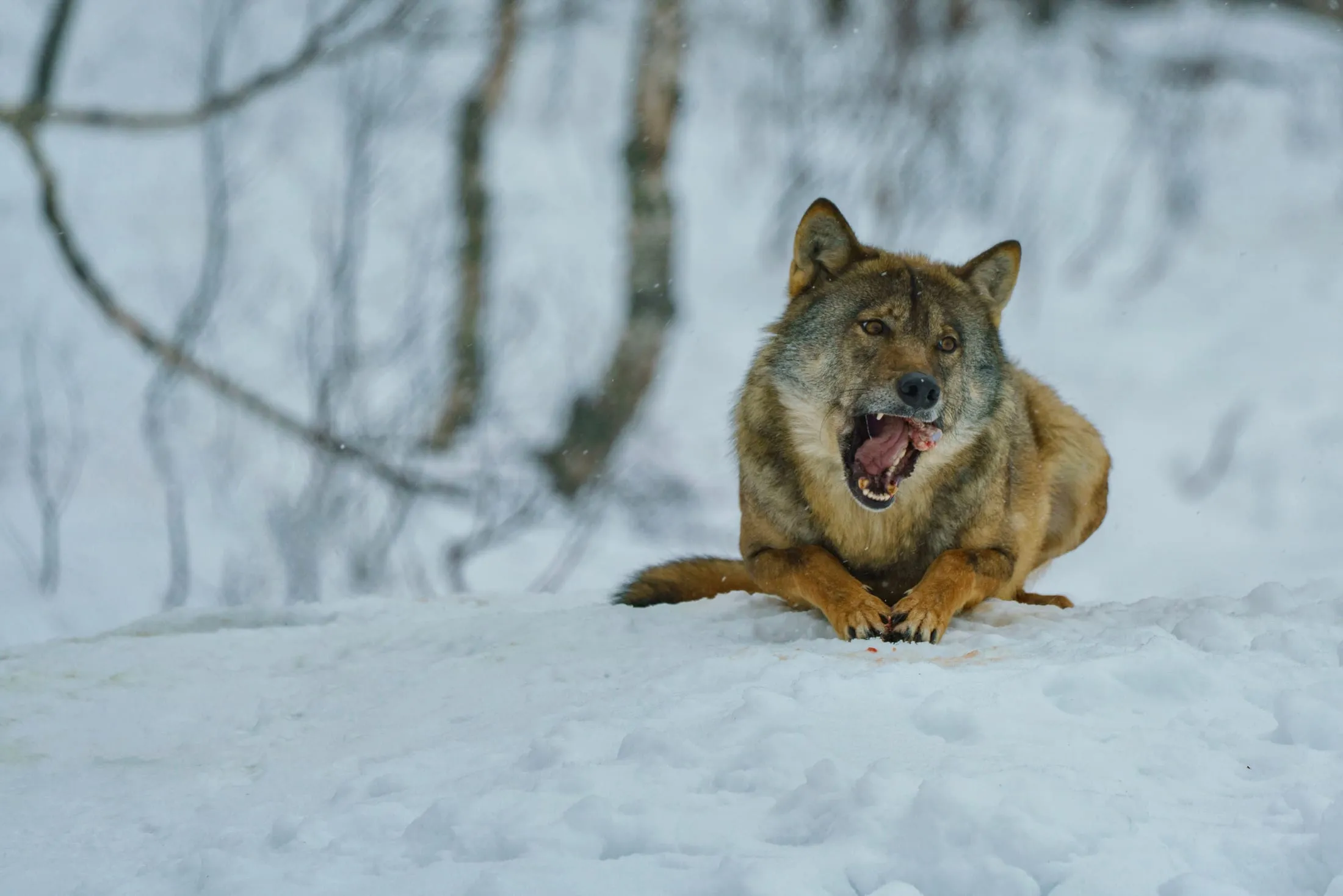 Wolf mit offenem Maul im verschneiten Wald