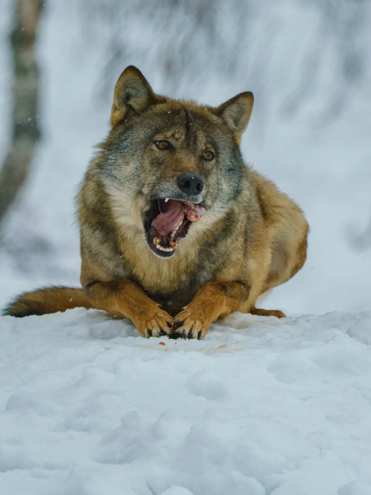 Wolf mit offenem Maul im verschneiten Wald
