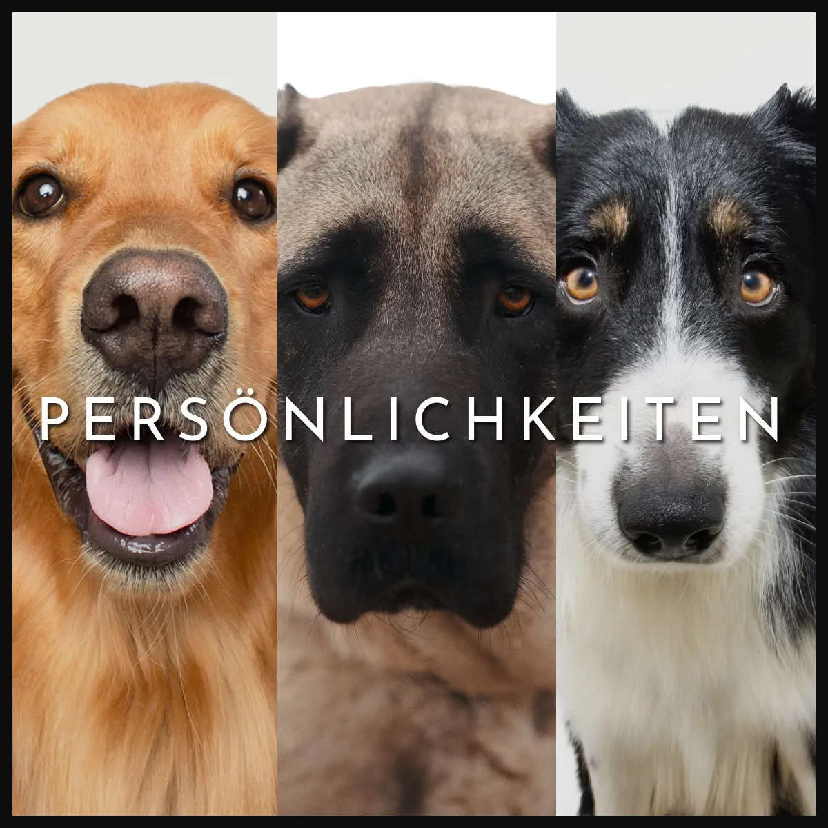 Drei Hundeporträts zum Mini-Workshop Persönlichkeiten