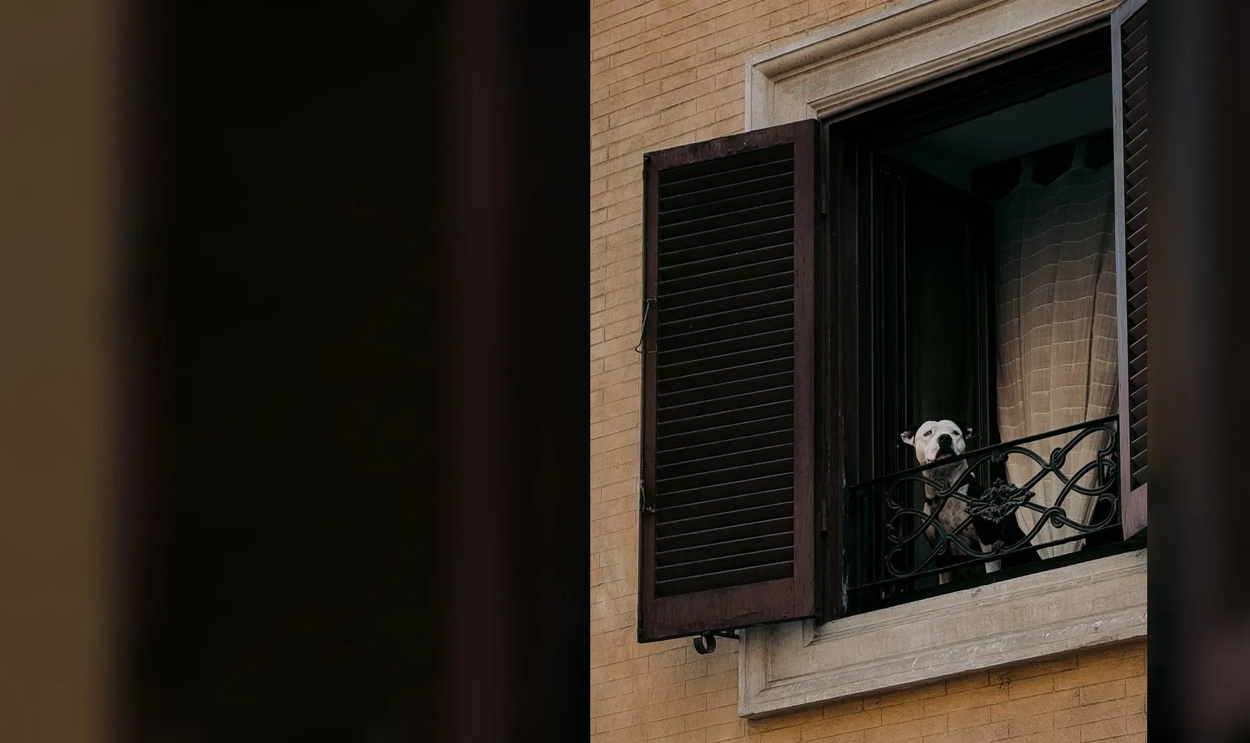 Hund schaut aus einem offenen Fenster