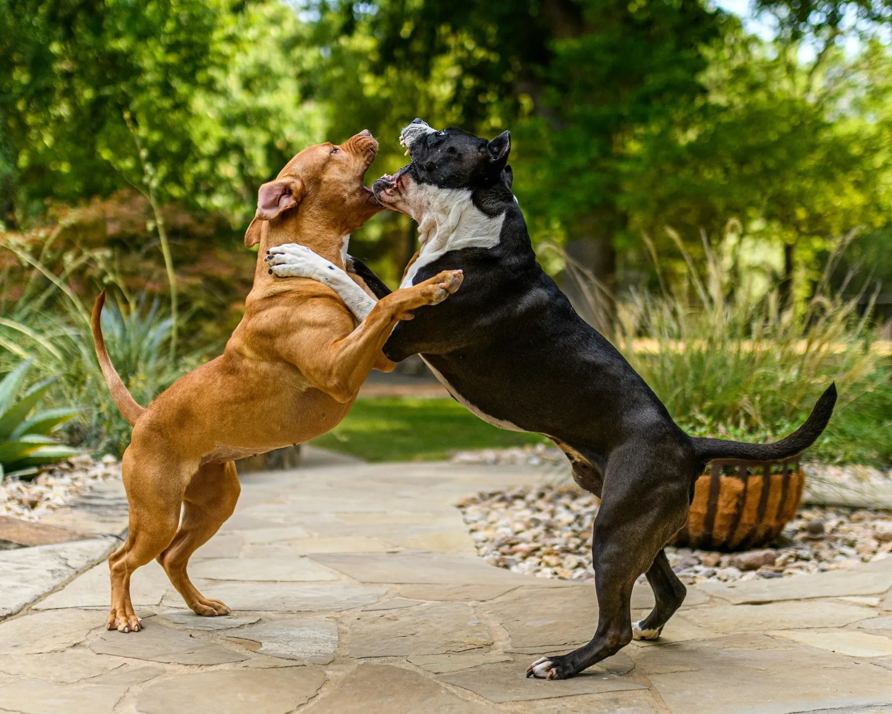 Zwei kräftige Hunde springen einander mit geöffneten Mäulern an